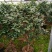 香水茶花