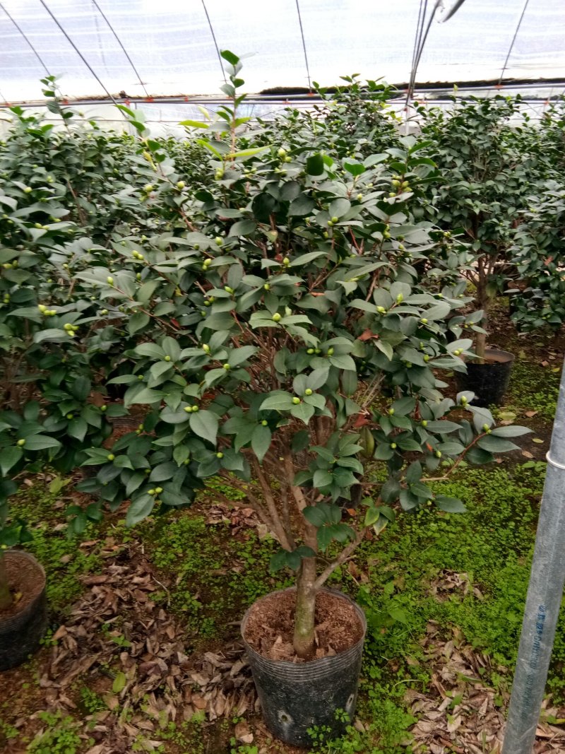 香水茶花