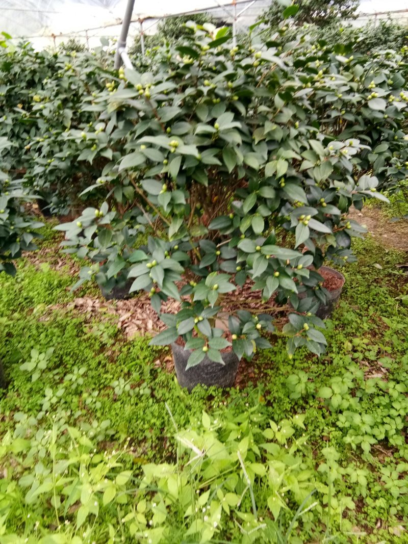 香水茶花