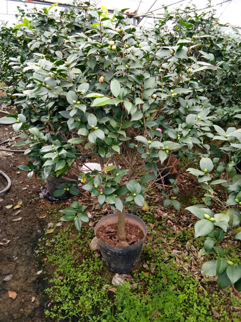 香水茶花