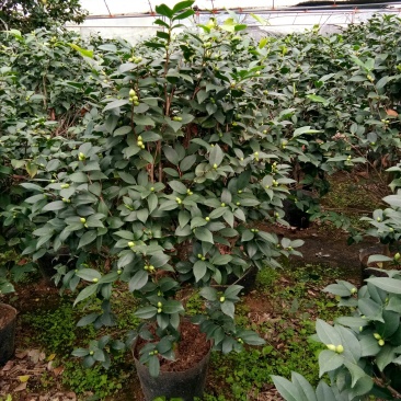 香水茶花