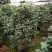 香水茶花