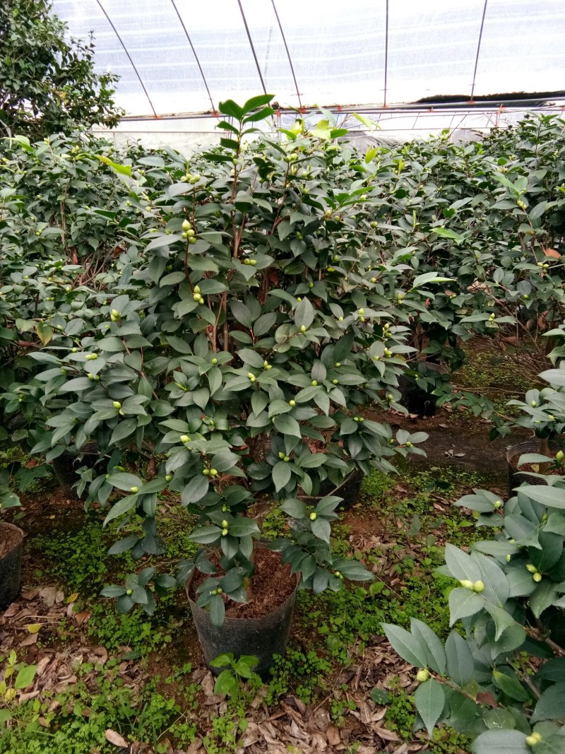 香水茶花