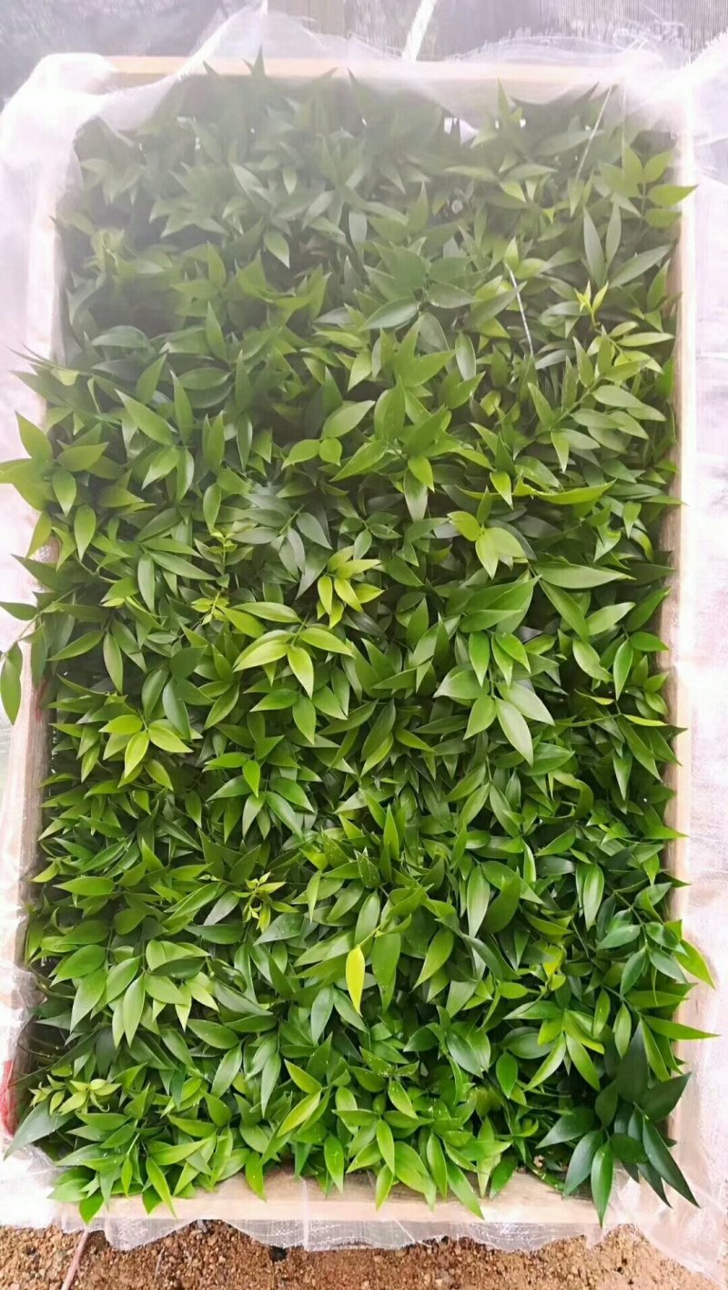 竹柏