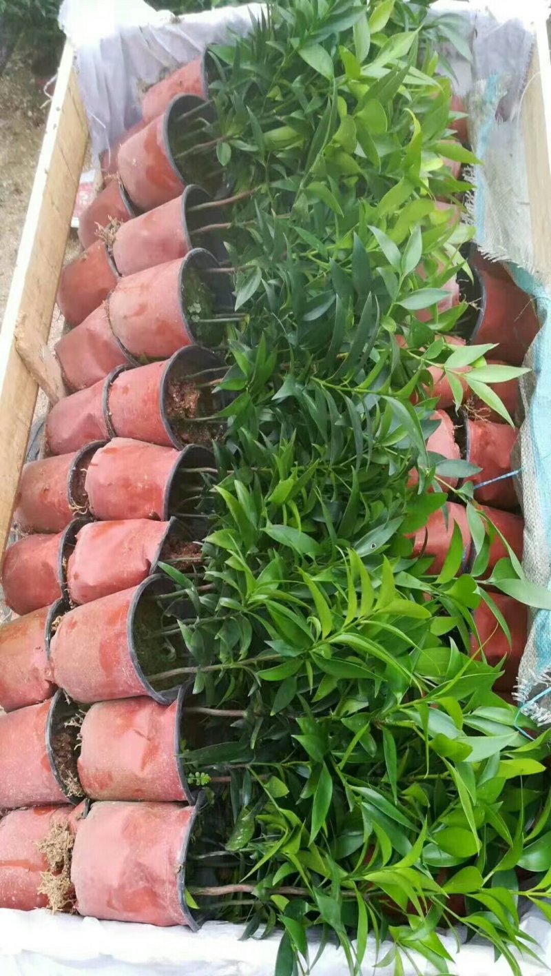 竹柏