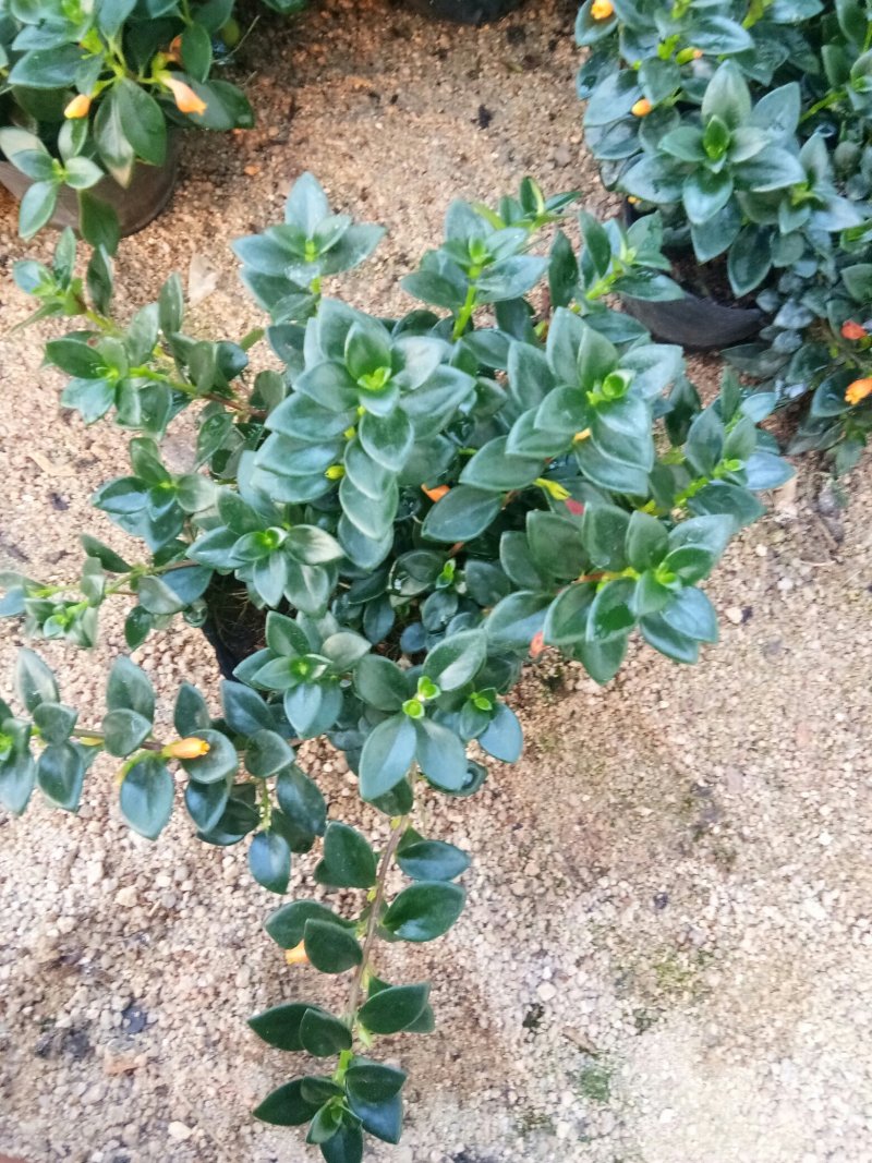 金鱼草