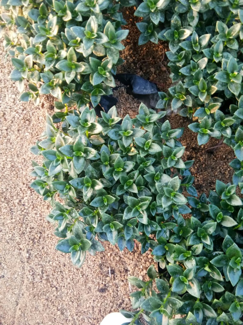 金鱼草