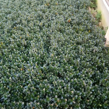 金鱼草