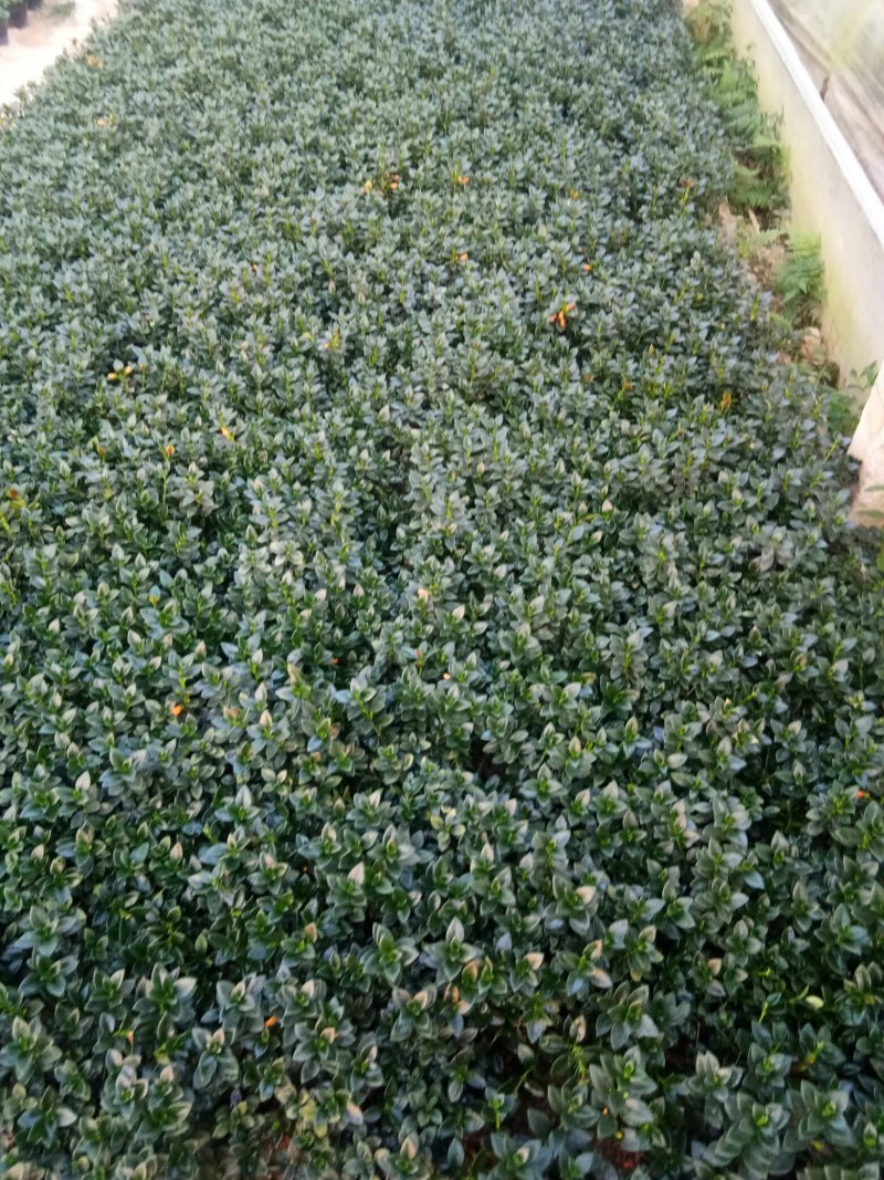 金鱼草