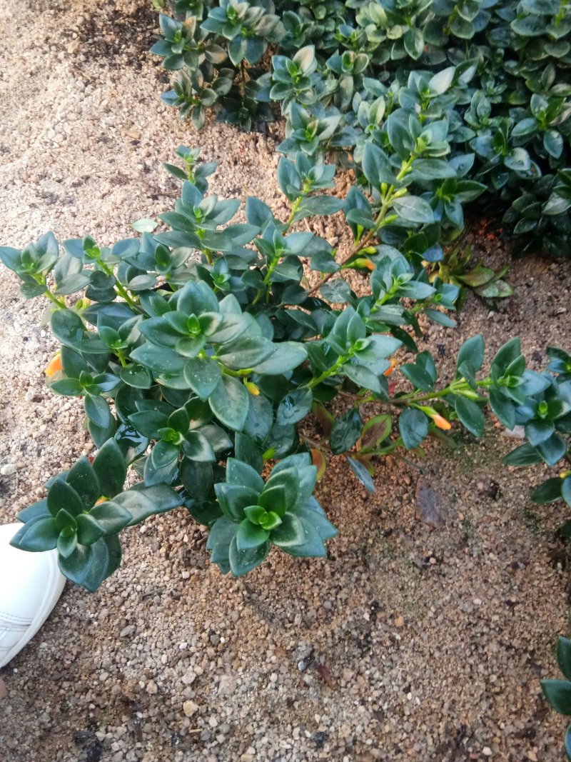 金鱼草