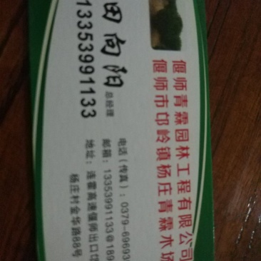 大叶黄杨