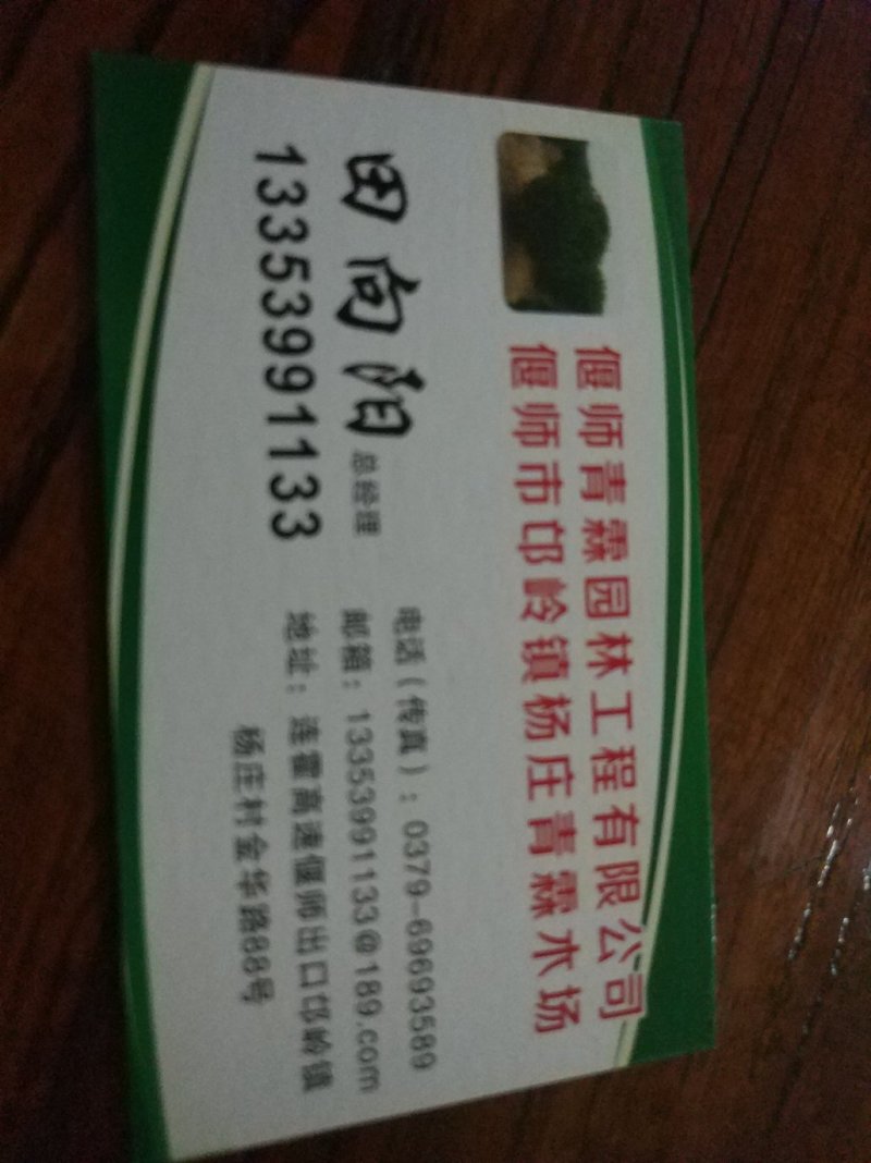 大叶黄杨
