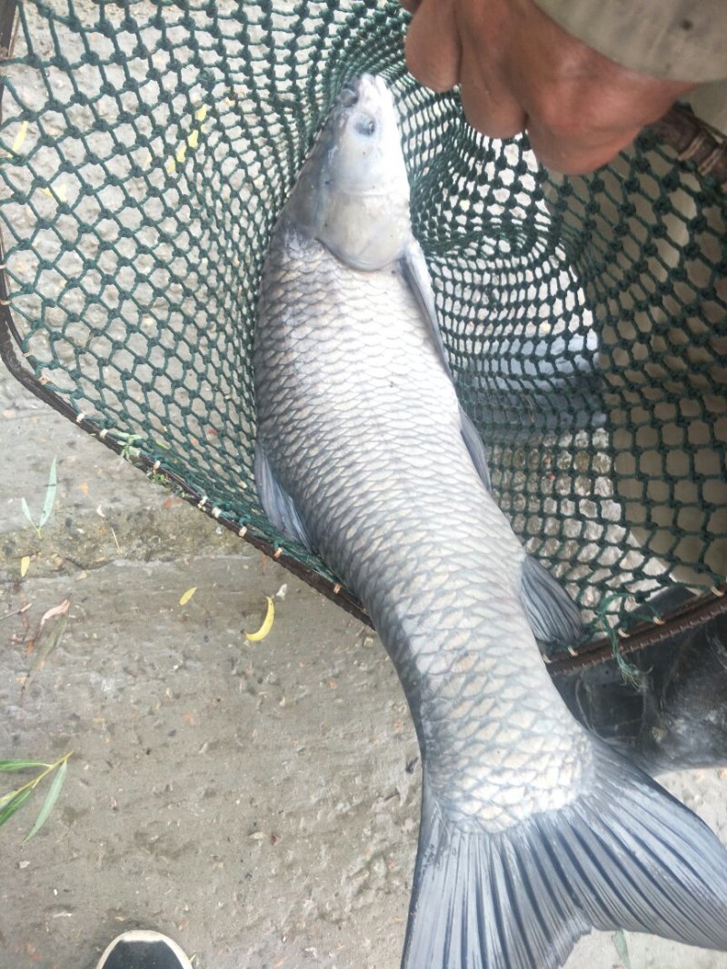 青鱼