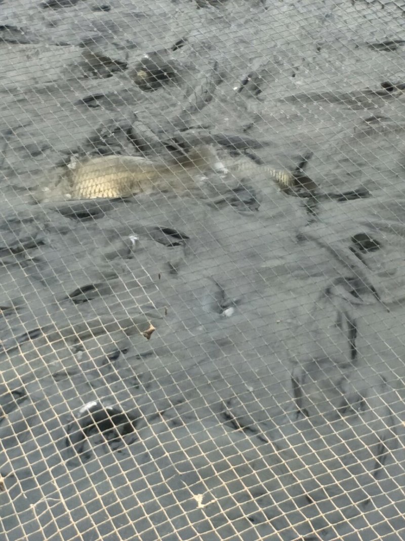 水产