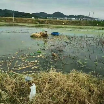 莲藕粉