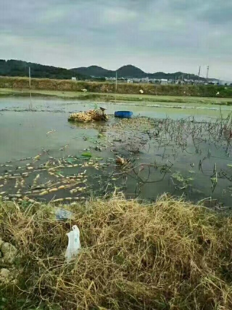 莲藕粉