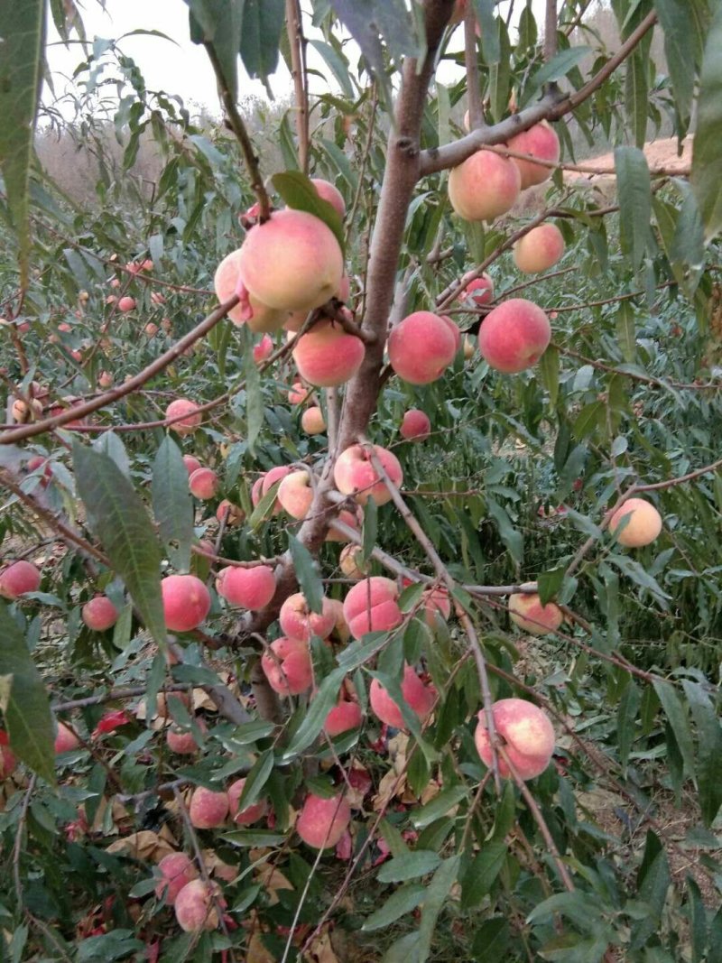 山东沂蒙映霜红桃子，山东临沂淄博潍坊的链接处，货好量大。