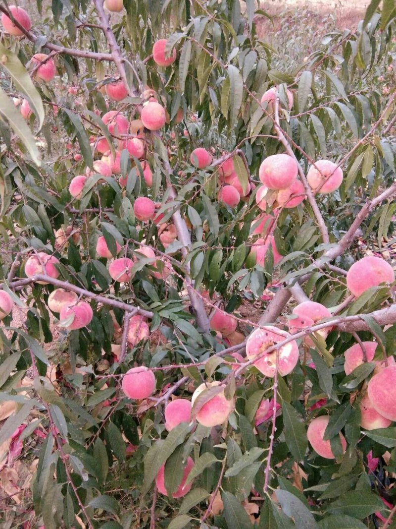 山东沂蒙映霜红桃子，山东临沂淄博潍坊的链接处，货好量大。