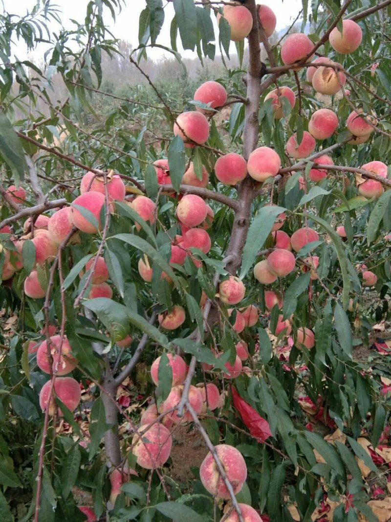 山东沂蒙映霜红桃子，山东临沂淄博潍坊的链接处，货好量大。