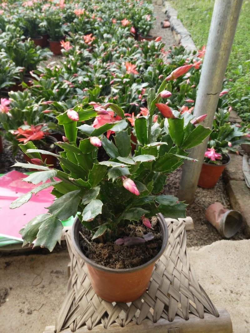 长寿花花色全花苞多花期长好管理质量保证发货及时价格合理