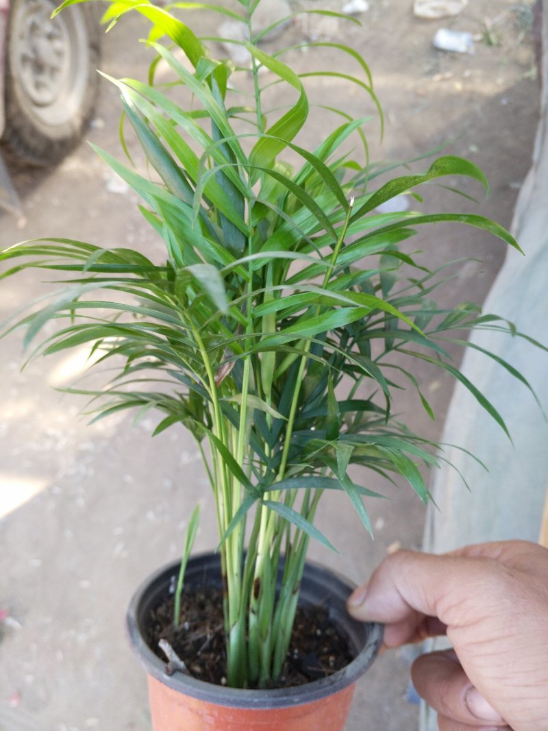 红掌棵型粗壮，多规格价格合理发货及时质量保证