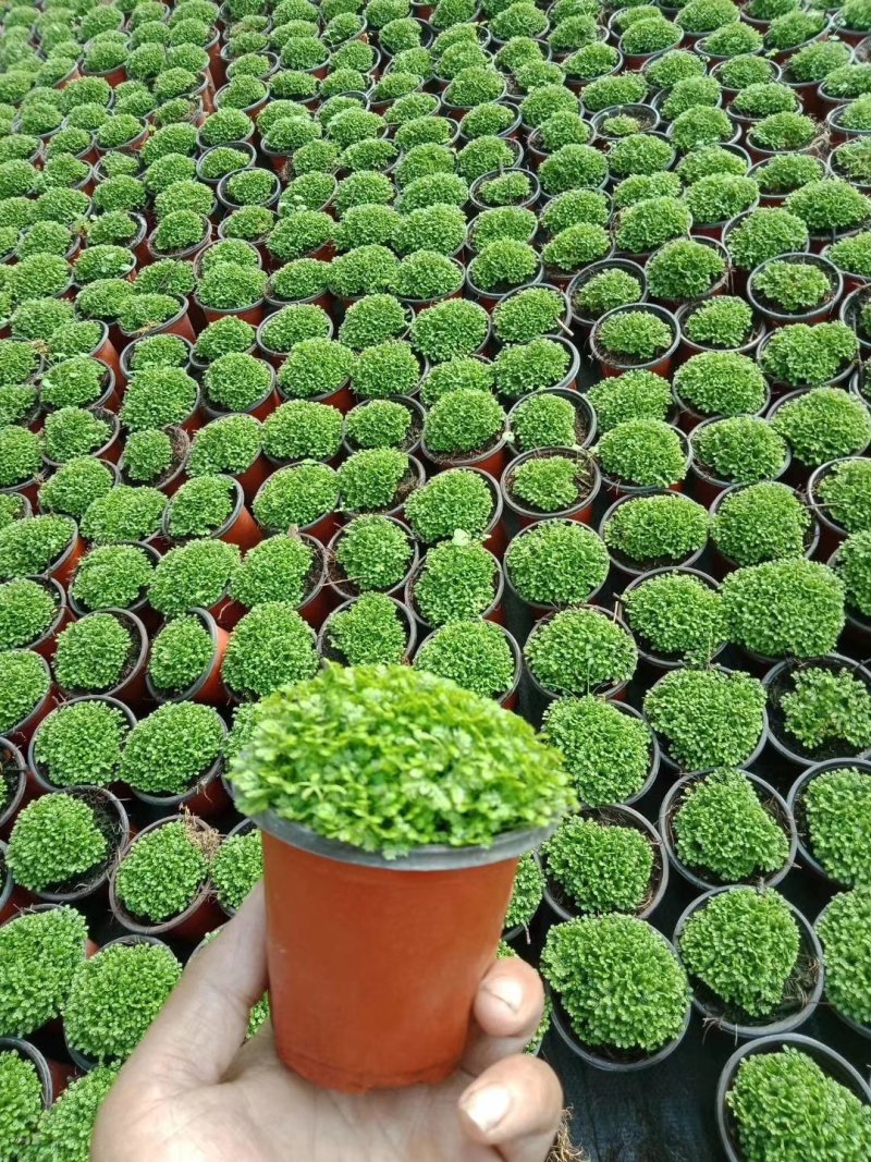 红掌棵型粗壮，多规格价格合理发货及时质量保证
