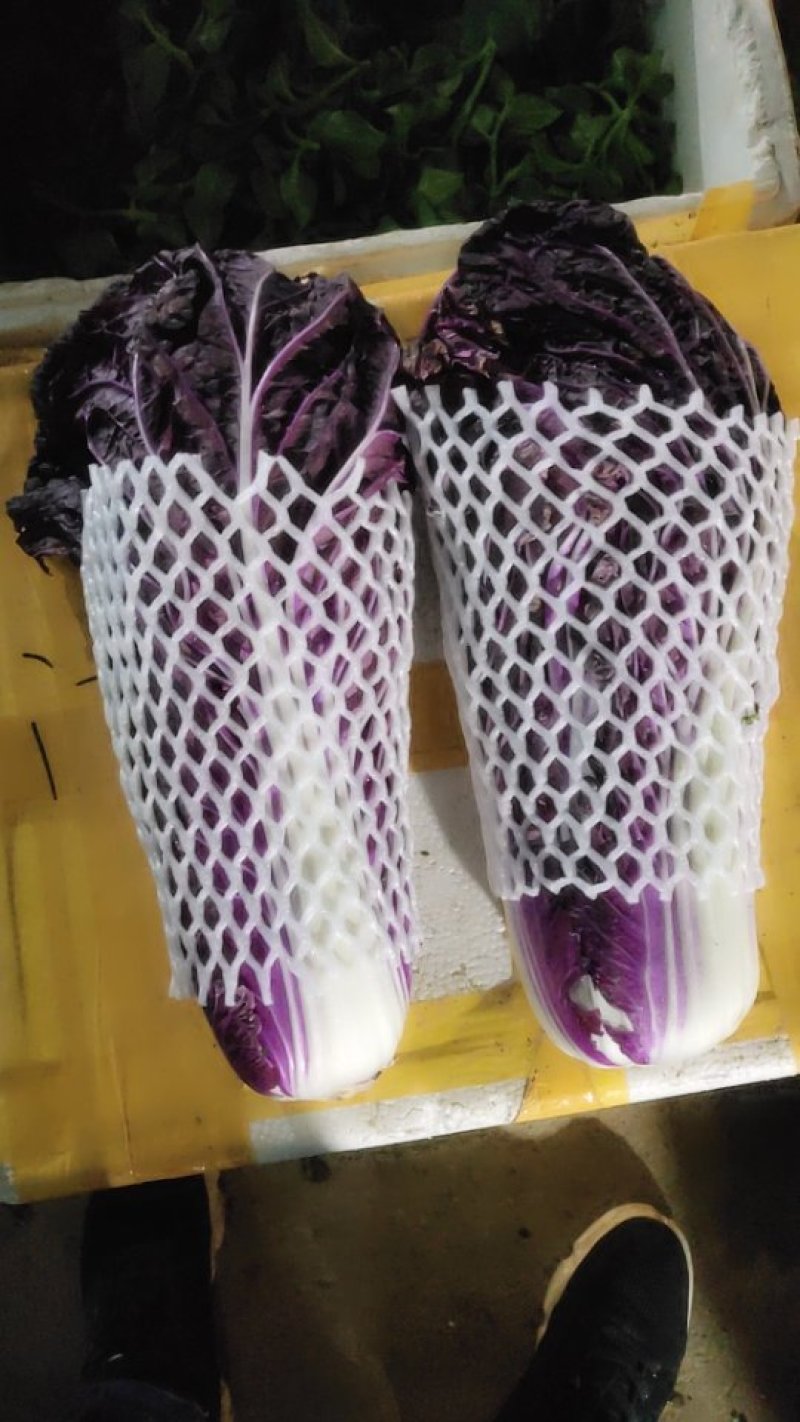 紫白菜