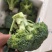 耐寒优秀