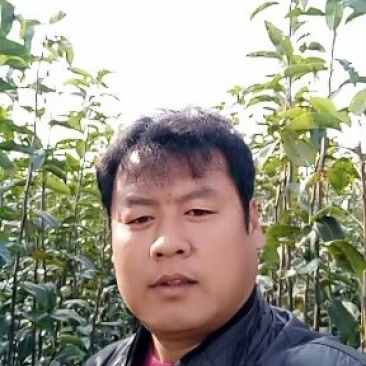 新梨7号河北省秦皇岛市昌黎县小海果蔬苗木销售中心