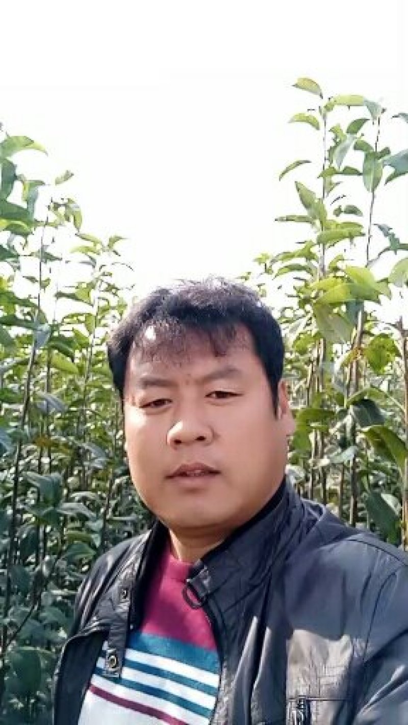 新梨7号河北省秦皇岛市昌黎县小海果蔬苗木销售中心