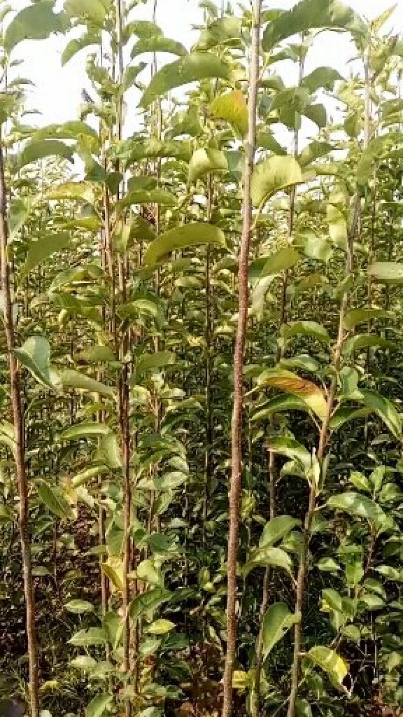 新梨7号河北省秦皇岛市昌黎县小海果蔬苗木销售中心