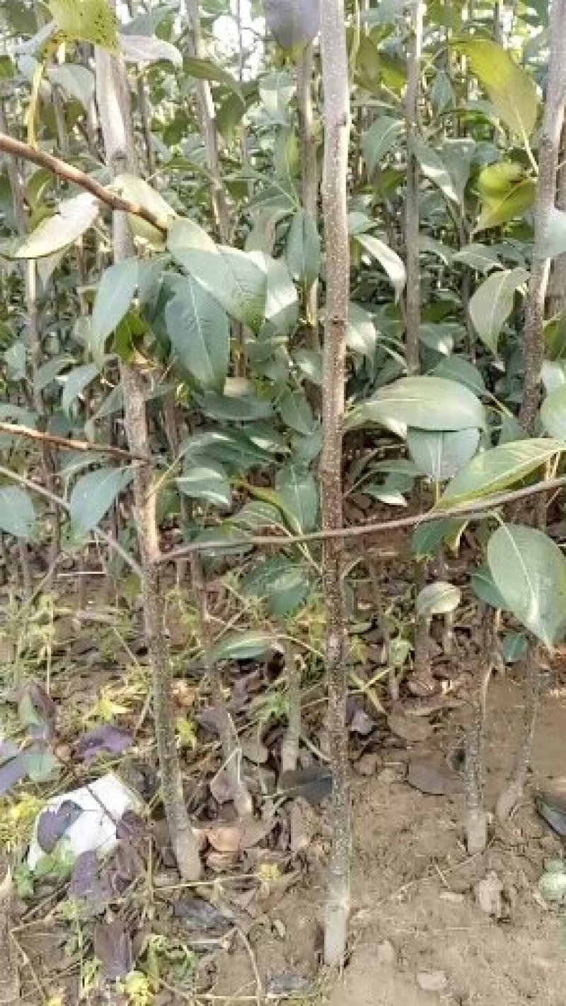 新梨7号河北省秦皇岛市昌黎县小海果蔬苗木销售中心