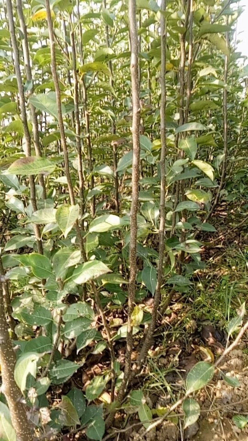 新梨7号河北省秦皇岛市昌黎县小海果蔬苗木销售中心