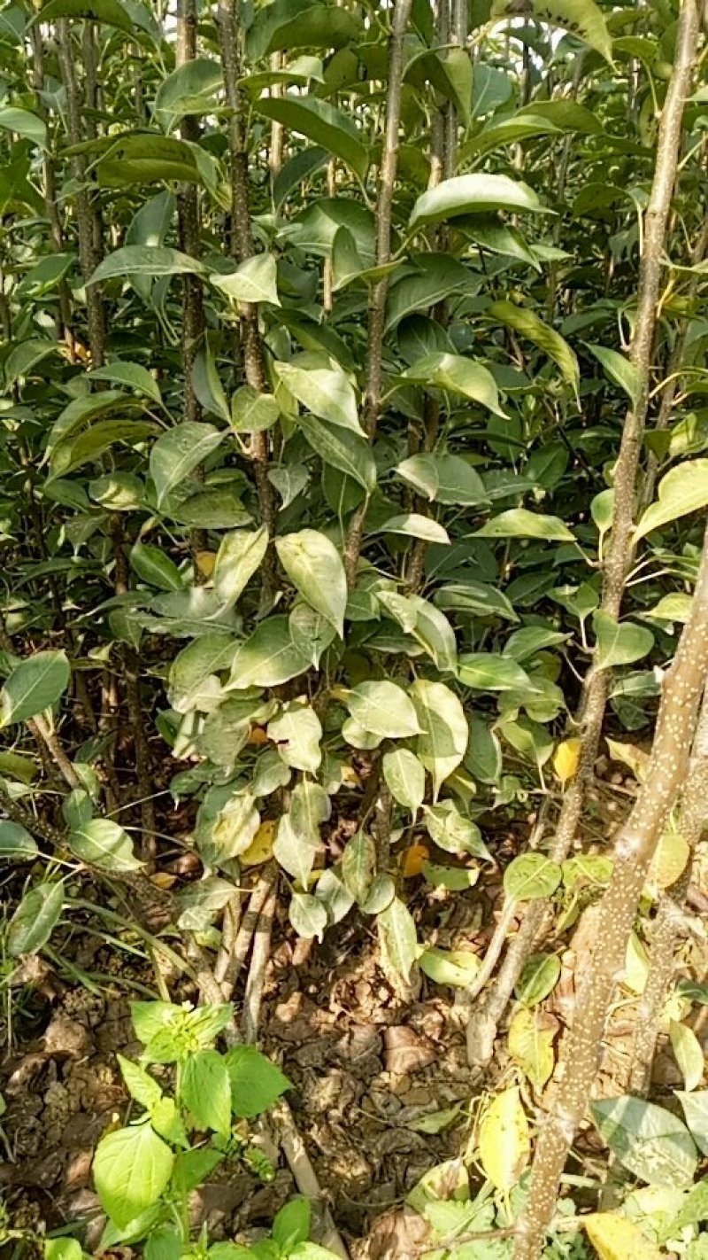 新梨7号河北省秦皇岛市昌黎县小海果蔬苗木销售中心