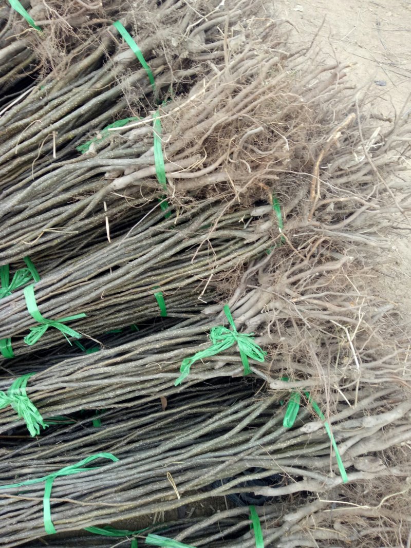 新梨7号河北省秦皇岛市昌黎县小海果蔬苗木销售中心