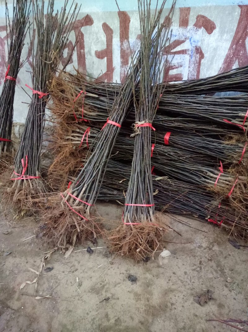 新梨7号河北省秦皇岛市昌黎县小海果蔬苗木销售中心
