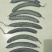 皂角果