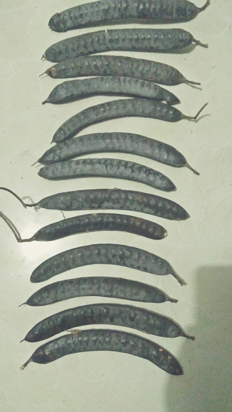皂角果