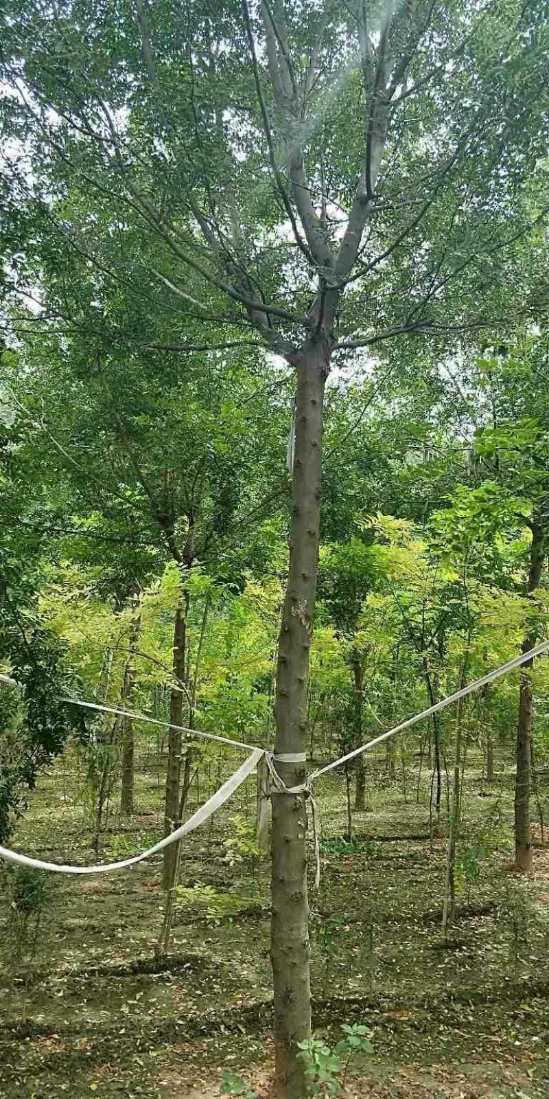 皂角树