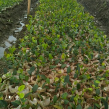 高产嫁接油茶苗6公分以上