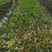 高产嫁接油茶苗6公分以上