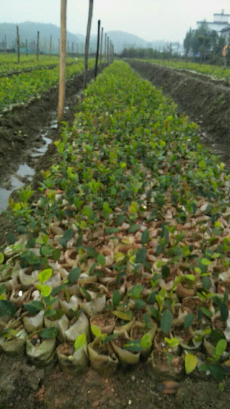 高产嫁接油茶苗6公分以上