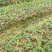 高产嫁接油茶苗6公分以上