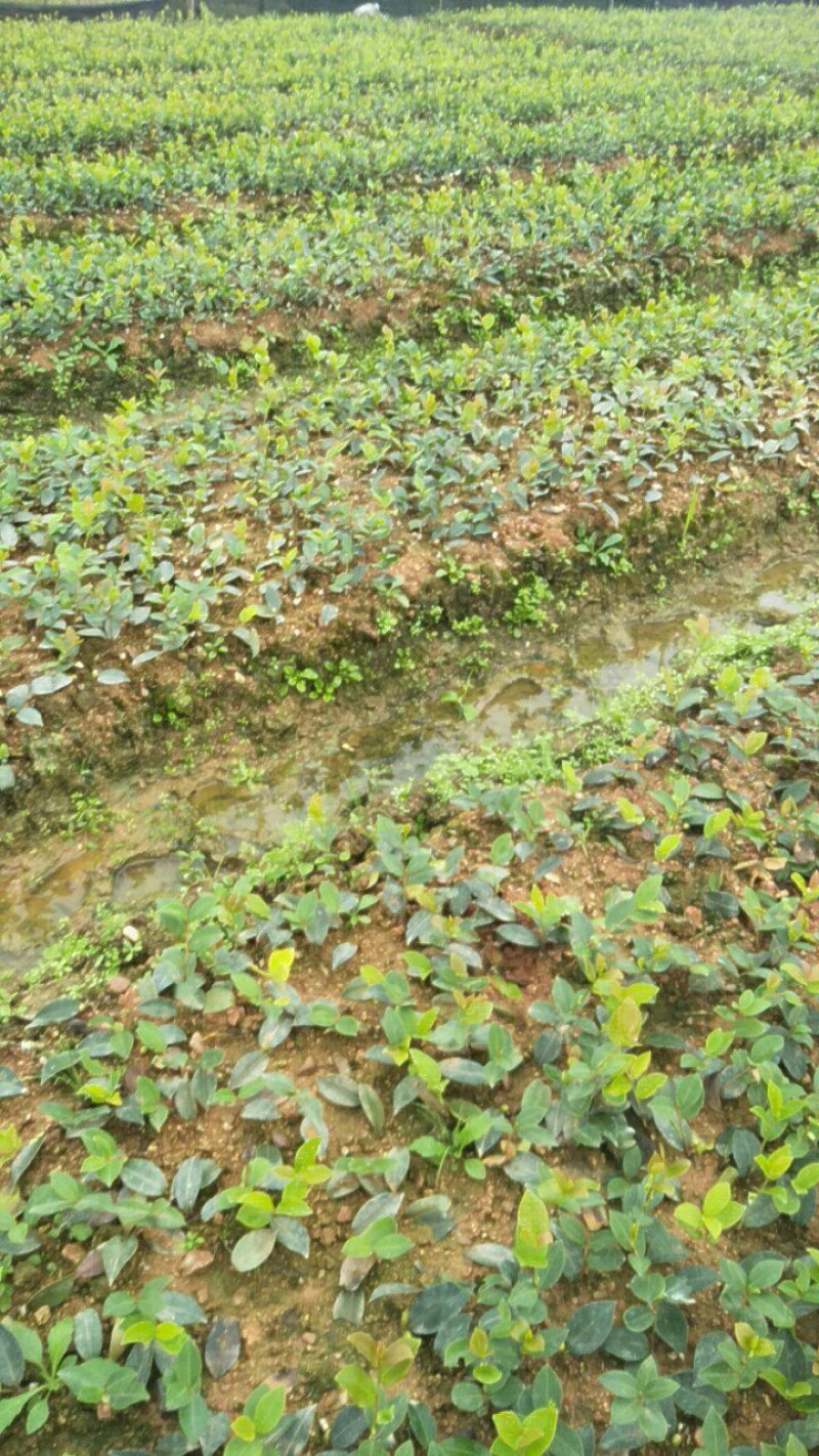 高产嫁接油茶苗6公分以上