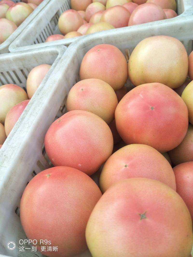西红柿，硬粉，壶二以上，保证质量，无小果，崩果，色泽靓丽