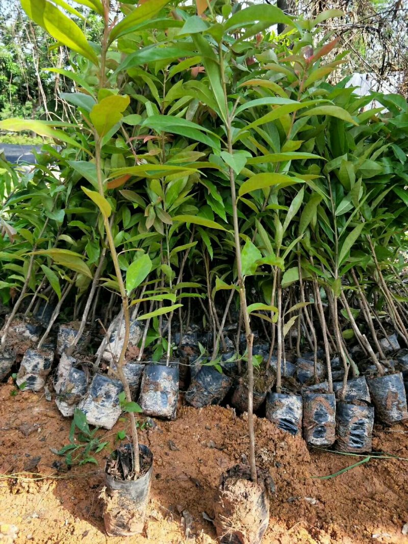 木荷小袋苗，木荷场地种植批发