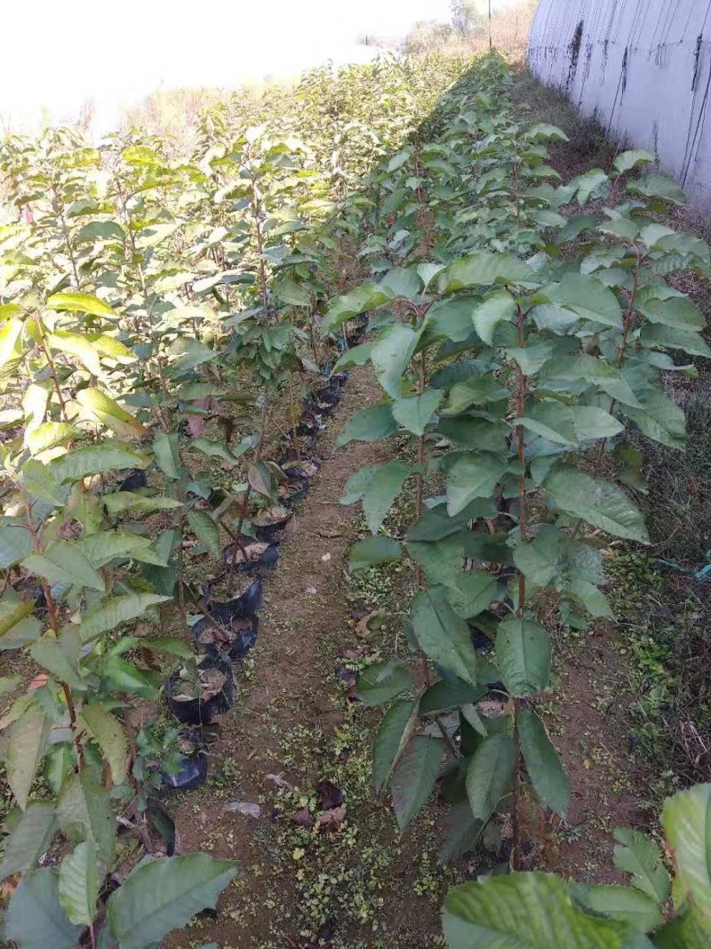 樱桃树苗