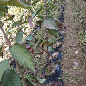 樱桃树苗