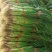 山东水洗蒜苗，干蒜苗质量好，大捆小捆规格全，实力代办全国发