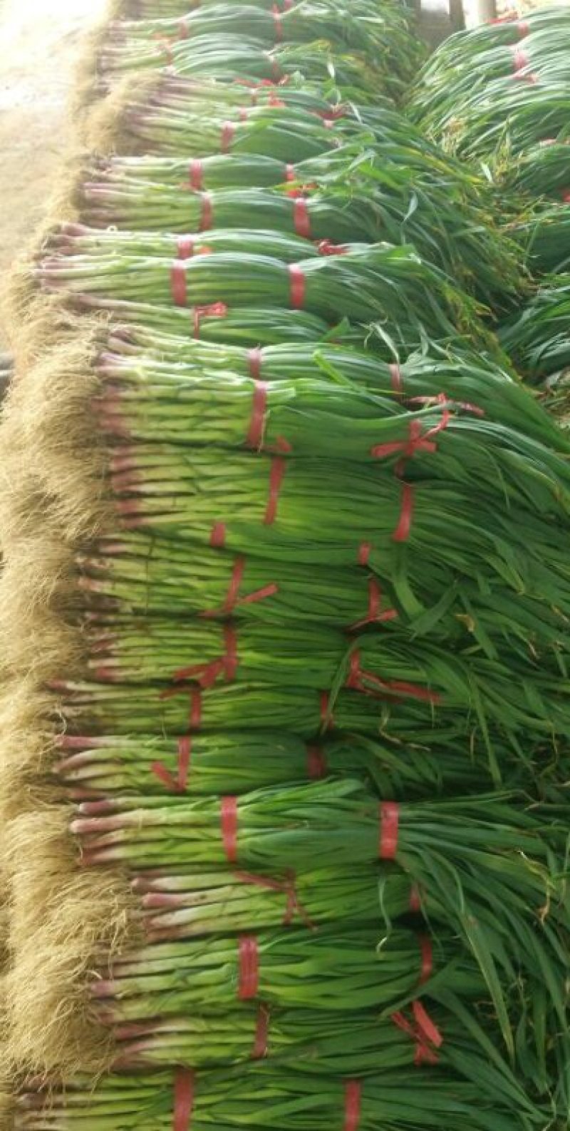 山东水洗蒜苗，干蒜苗质量好，大捆小捆规格全，实力代办全国发